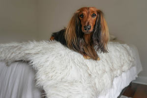 DJANGO Dog Blog Review: The Best Orthopedic Dog Bed and Waterproof Dog Blanket - djangobrand.com