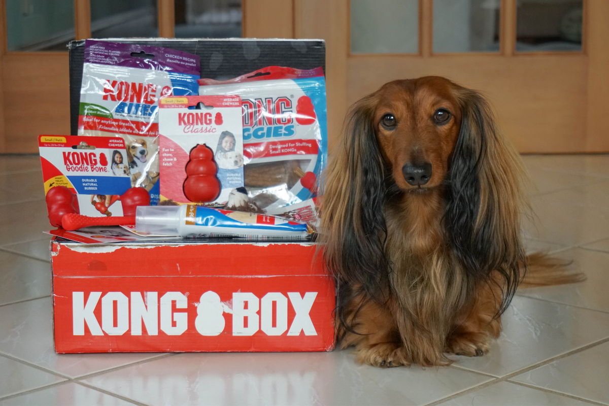 Kong dog box top