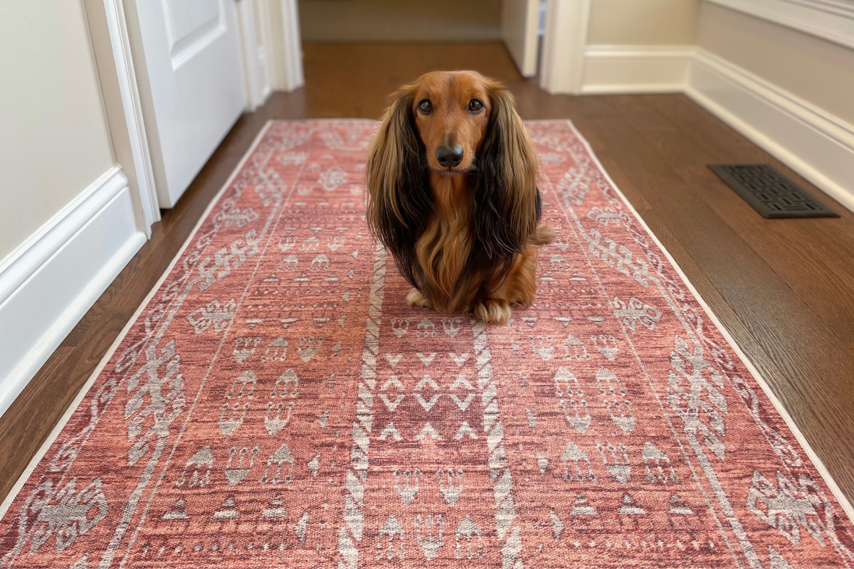Washable floor mats for dogs outlet