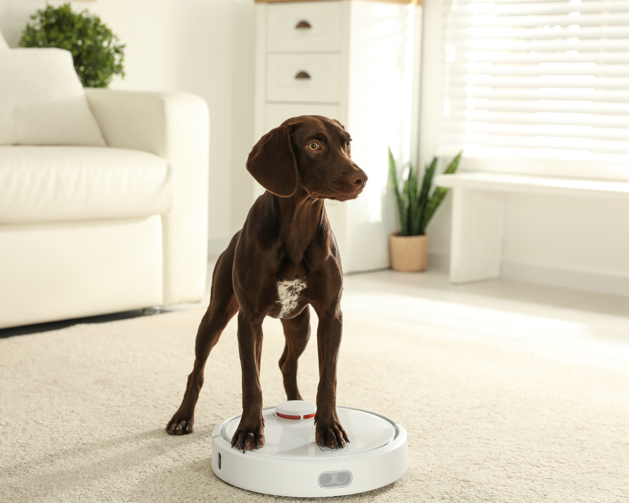 Robot vacuum for pet hair deals