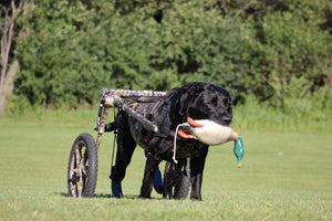 Django Dog Blog - Interview: Gunnar’s Wheels, a Nonprofit That Donates Free Pet Wheelchairs To Paralyzed Dogs
