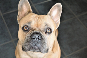 DJANGO Dog Blog - Dog Ear Infections: Symptoms, Causes, and Treatment Options - djangobrand.com