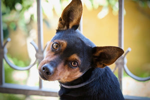 Django Dog Blog - Tetanus in Dogs: Symptoms, Causes, and Treatment Options - djangobrand.com