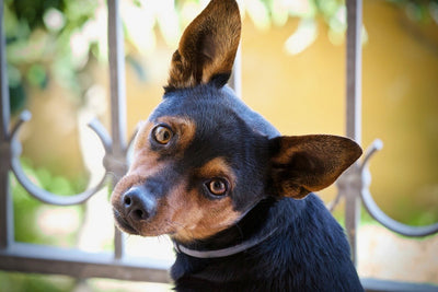 Stray Dogs main image 1