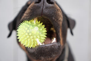 DJANGO Dog Blog - The Best Dog Toys: Plush, Interactive, & Tough Toys for Big and Small Pets - djangobrand.com