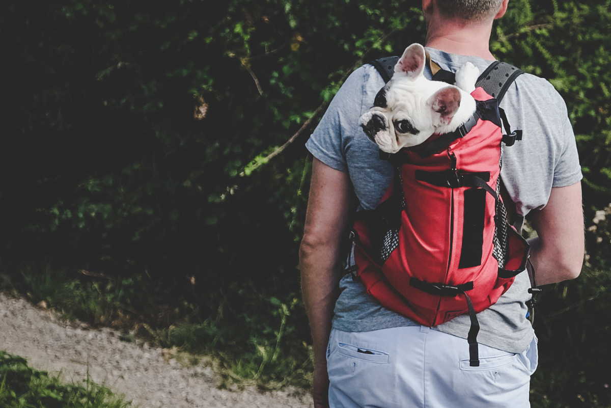 Best backpacks to carry dogs cheap