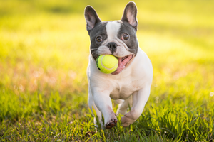 How to Find the Best Harness for Your French Bulldog