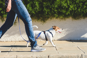 How to Hire Dog Walkers Near You - djangobrand.com