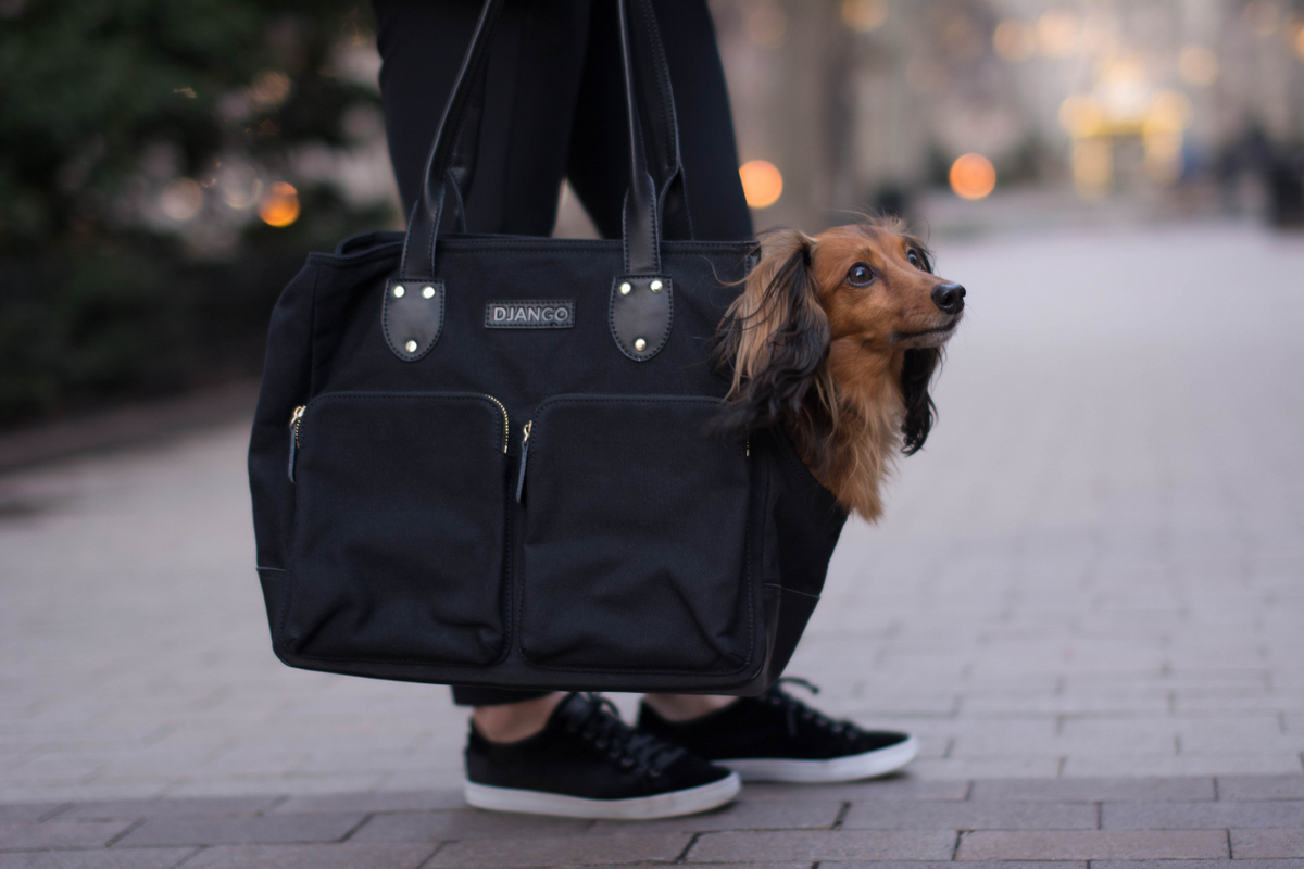 How to Train Your Dog to Love Riding in a Pet Travel Carrier