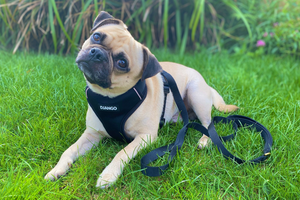 DJANGO Dog Blog - How to measure your dog - djangobrand.com