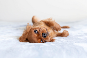 DJANGO Dog Blog - How to Potty Train A Puppy - djangobrand.com