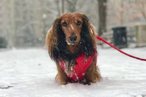 - The Best Dog Boots & Paw Protectors for Winter Adventures - Photo of Django, @djangothegent