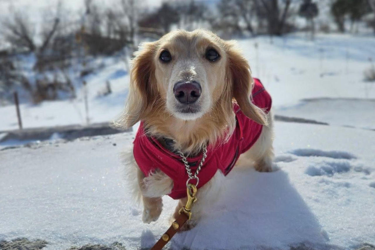 Long-haired dachshund wearing a red winter dog coat standing in the snow