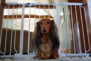 Minimizing the risk of IVDD: The Best Pet Gates, Dog Ramps, & Pet Stairs For Your Home