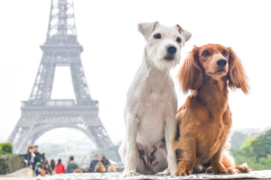 Interview: Around the World with Django & Chloe, Instagram's Most Well-Traveled Pups