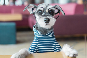 DJANGO Dog Blog - Interview with Remix the Dog, Instagram's Most Stylish Bearded Pupster