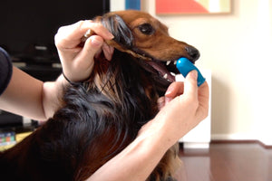 How to Brush Your Dog's Teeth - A Simple Yet Powerful Trick (Video)