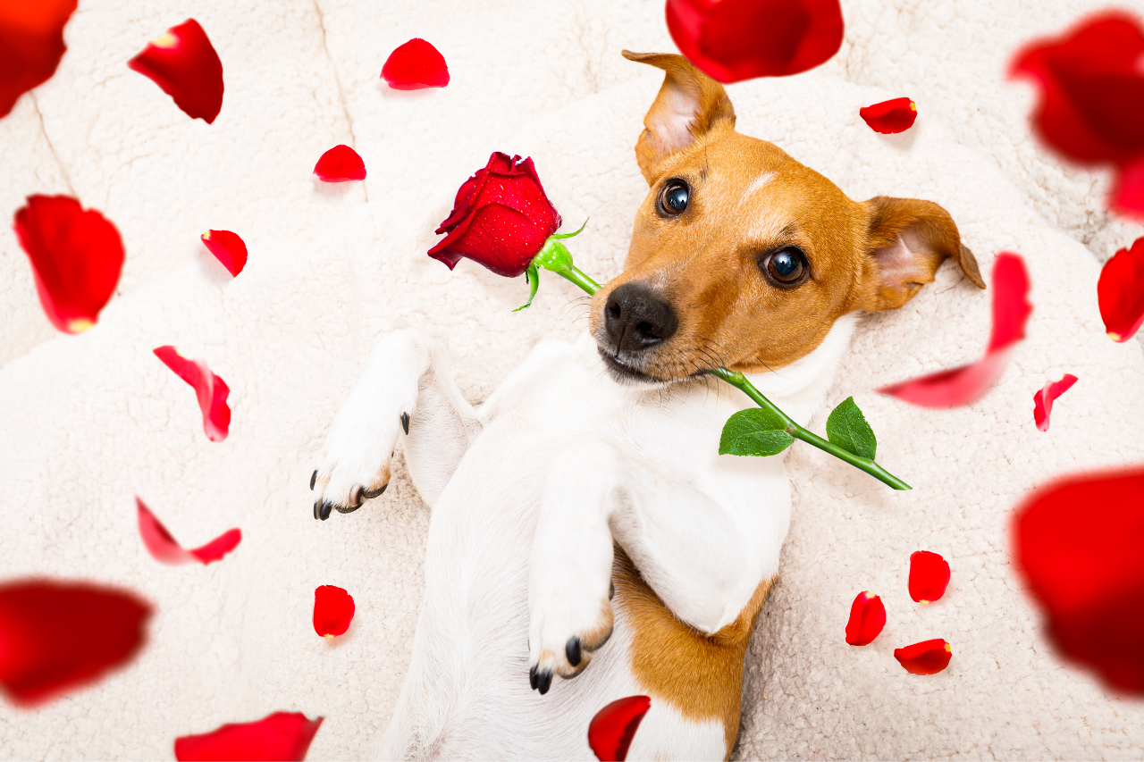 DJANGO Dog Blog - Send a Wiener Gram to Someone You Love - djangobrand.com