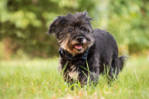 DJANGO Dog Blog - Senior Dog Checklist, Everything You Need for an Older Dog - djangobrand.com