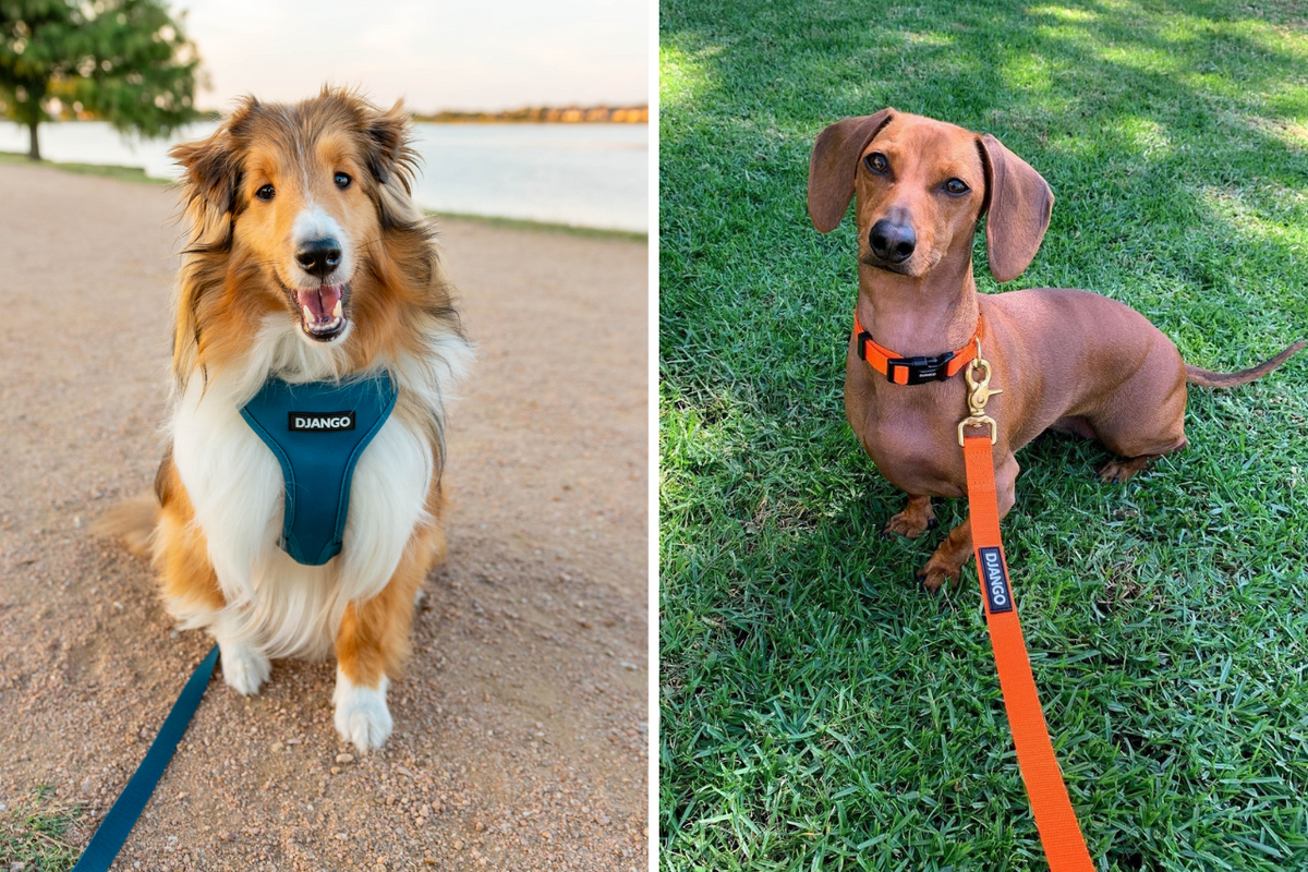 Dog harness with matching leash sale