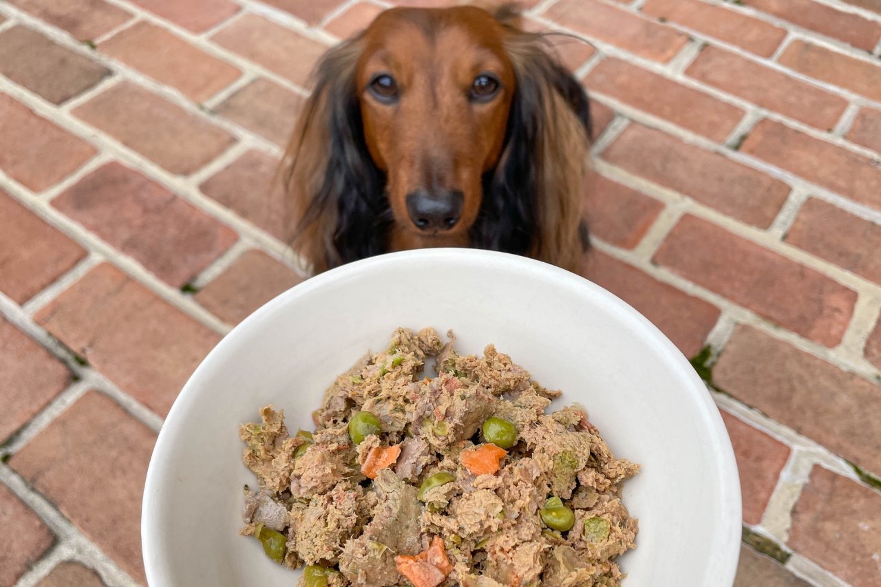 Best Dry Dog Food  2023 Dog Food Review