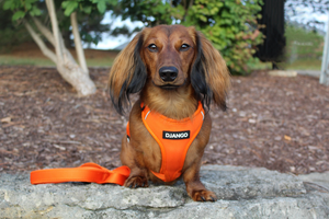 DJANGO Dog Blog - The 3 Different Types of Dog Harnesses and How To Pick the Right Size for Your Pup - djangobrand.com