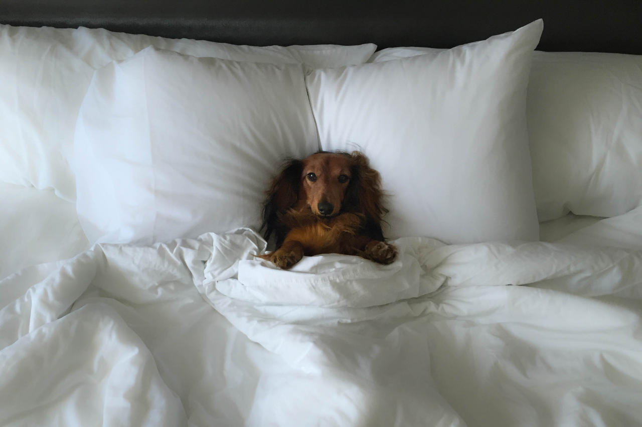 DJANGO: The Best Pet-Friendly Hotels in New York City