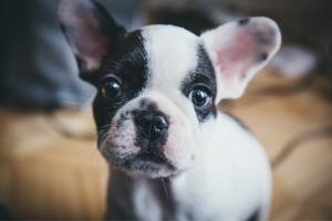 DJANGO - The most popular dog and puppy names