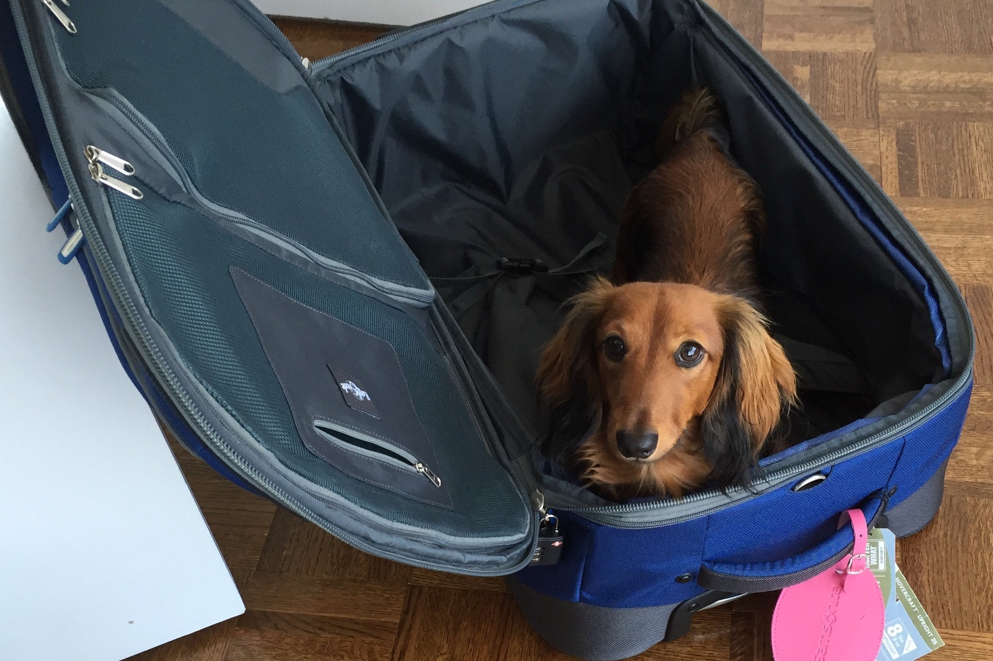 16 Travel Tips for Flying with Your Dog DJANGO