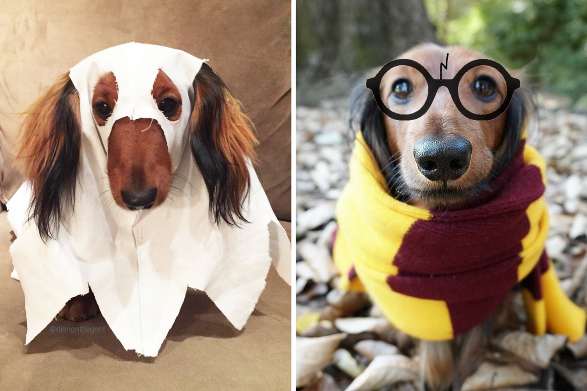 DIY Dog Costumes for Halloween