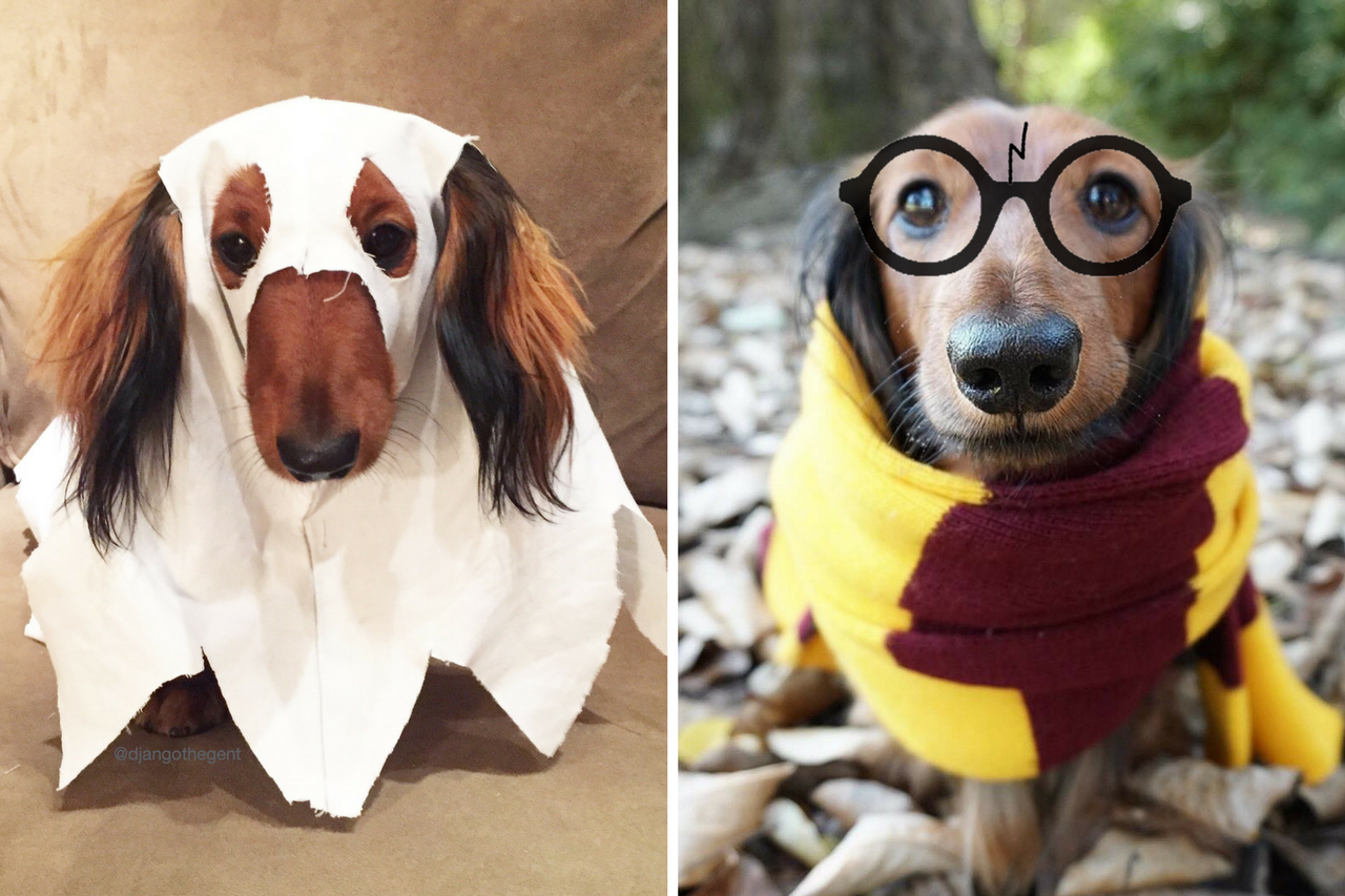 DJANGO - DIY Halloween Pet Dog Costumes 2017 - djangobrand.com