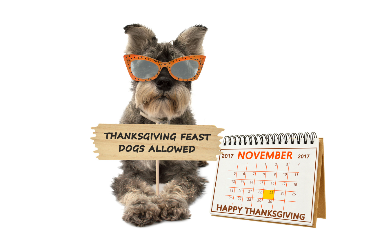 DJANGO Dog Blog - What can dogs not eat on Thanksgiving? - djangobrand.com