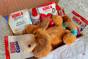 Kong Club: Unboxing and Review of the Monthly Dog Subscription Box and 1:1 Pet Care App - djangobrand.com