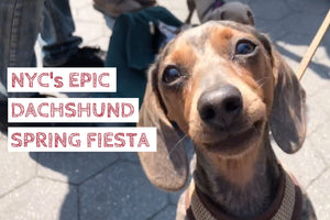 We joined hundreds of sausage dogs at NYC's Dachshund Spring Fiesta (video)