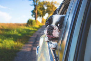 An unrestrained dog - whether curled up on a lap or hanging its head out the window - can be deadly