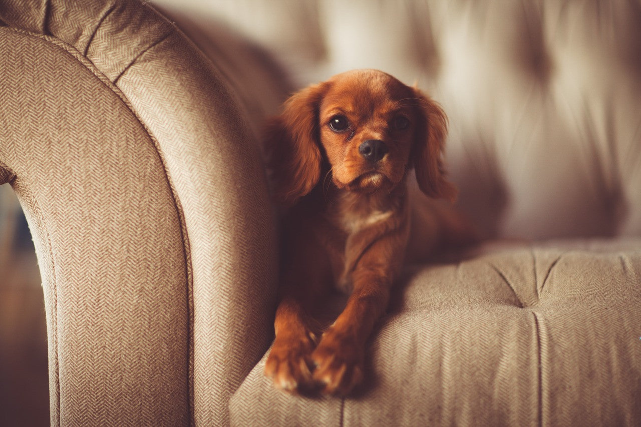 How to Stop or Minimize Shedding In Dogs