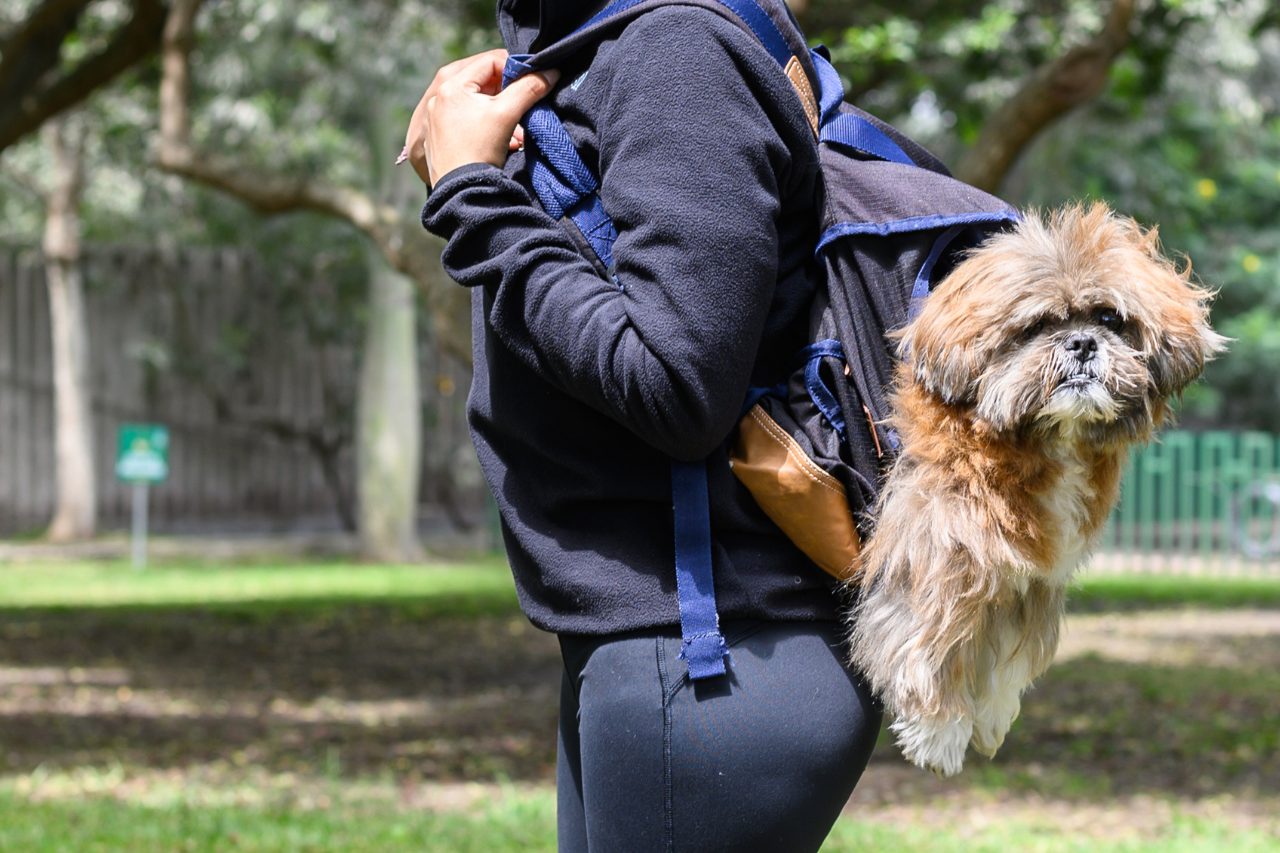 Are Backpack Carriers Good For Dogs? - DJANGO Dog Blog - djangobrand.com