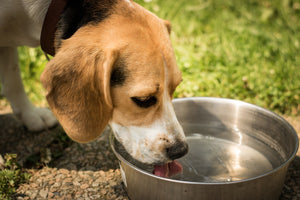 Toxins in dog food may explain a recent decline in dog fertility