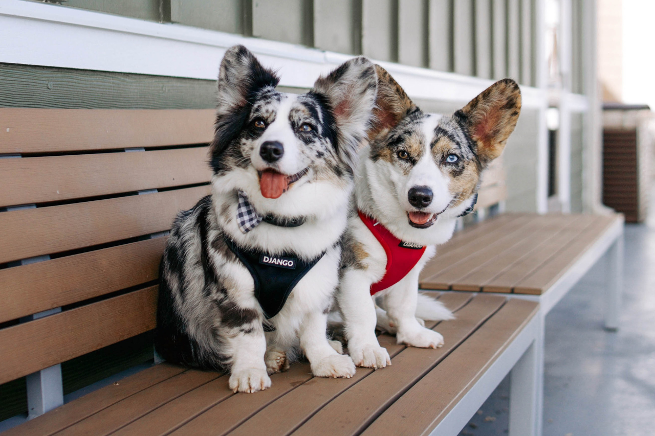 Two corgis wearing properly fitted dog harnesses, demonstrating balanced chest support for broad-chested small dogs.