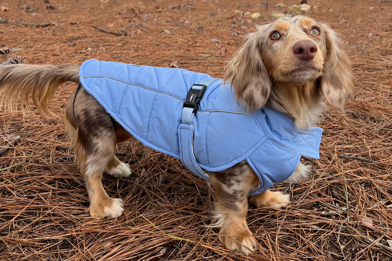 DJANGO offers the best coats for dachshunds, including the best winter dachshund coat and the best raincoat for dachshunds