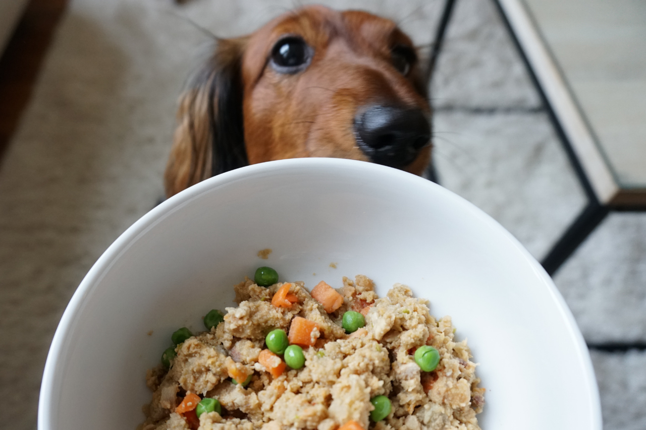 The Best Organic, All Natural, and Grain-Free Dog Foods (2022 Reviews)