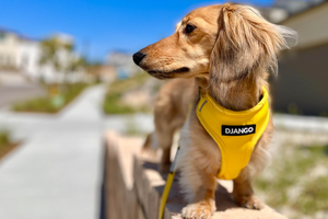 10 Best Products for Dogs Recovering from IVDD Surgery - djangobrand.com