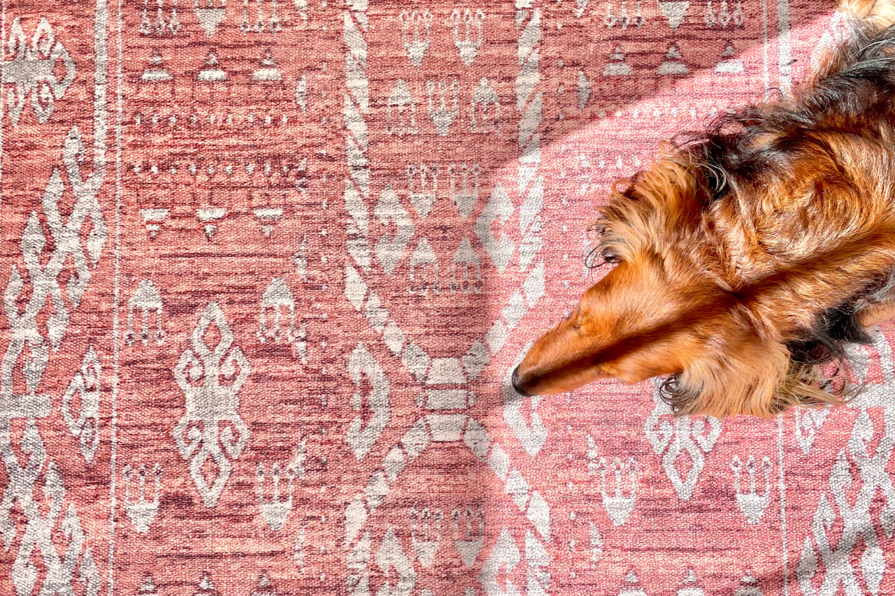 The Best Rugs for Dogs That Pee - DJANGO