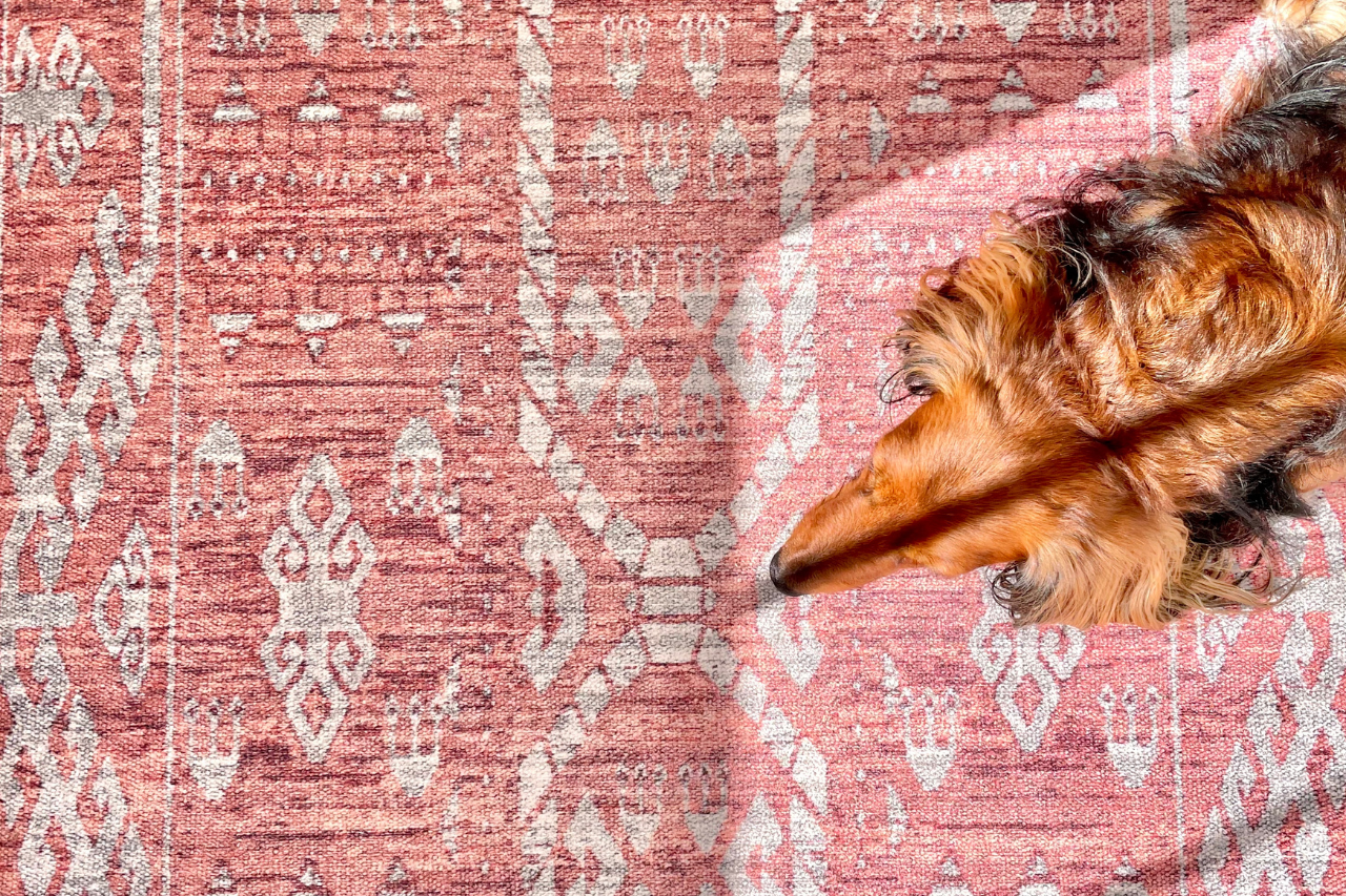 Best Rugs for Dogs That Pee: Washable, Durable & Easy to Clean