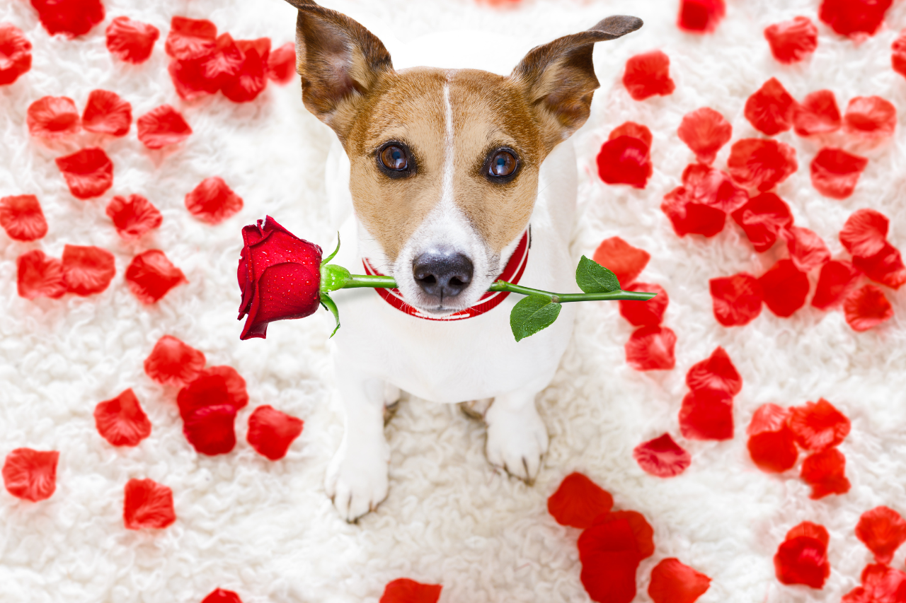 The Best Valentine's Day Gifts for Dogs and Dog Lovers