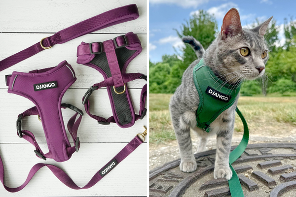 The Best Walking Harness for Cats That Are Escape Artists - DJANGO