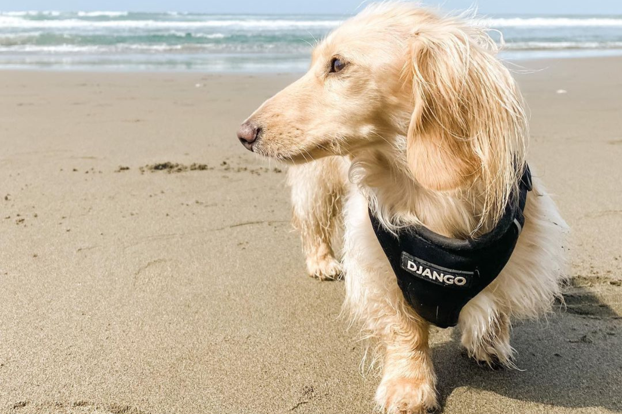 Can my dog get fleas from the beach?