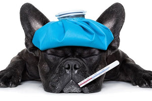 DJANGO - Can dogs get the flu? - djangobrand.com