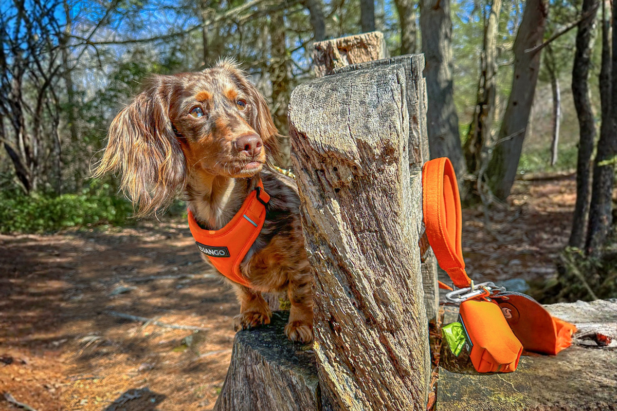 Dachshund hiking in woods on sunny day