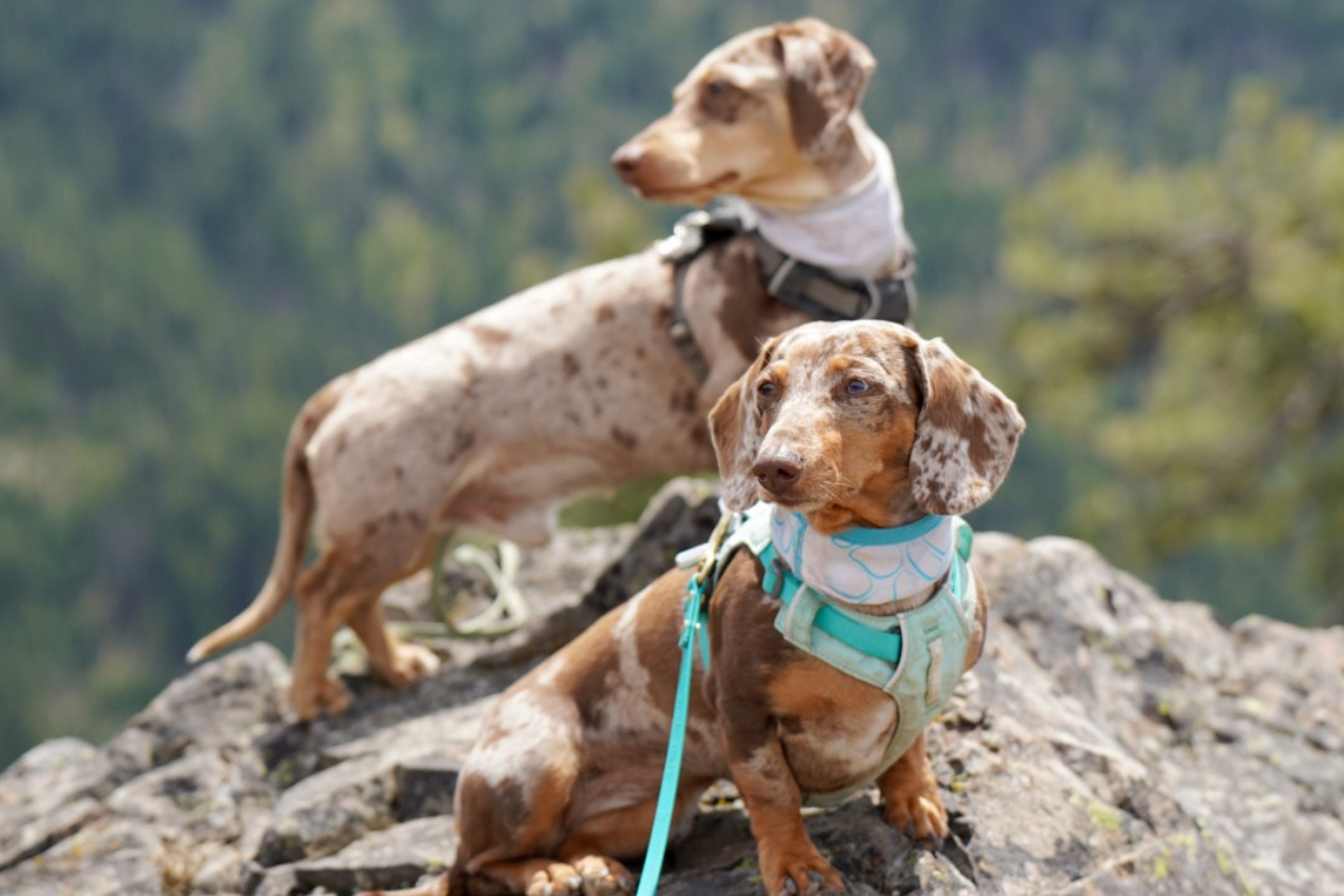 Two dachshunds standing on a rock during a mountain hike wearing dog harnesses